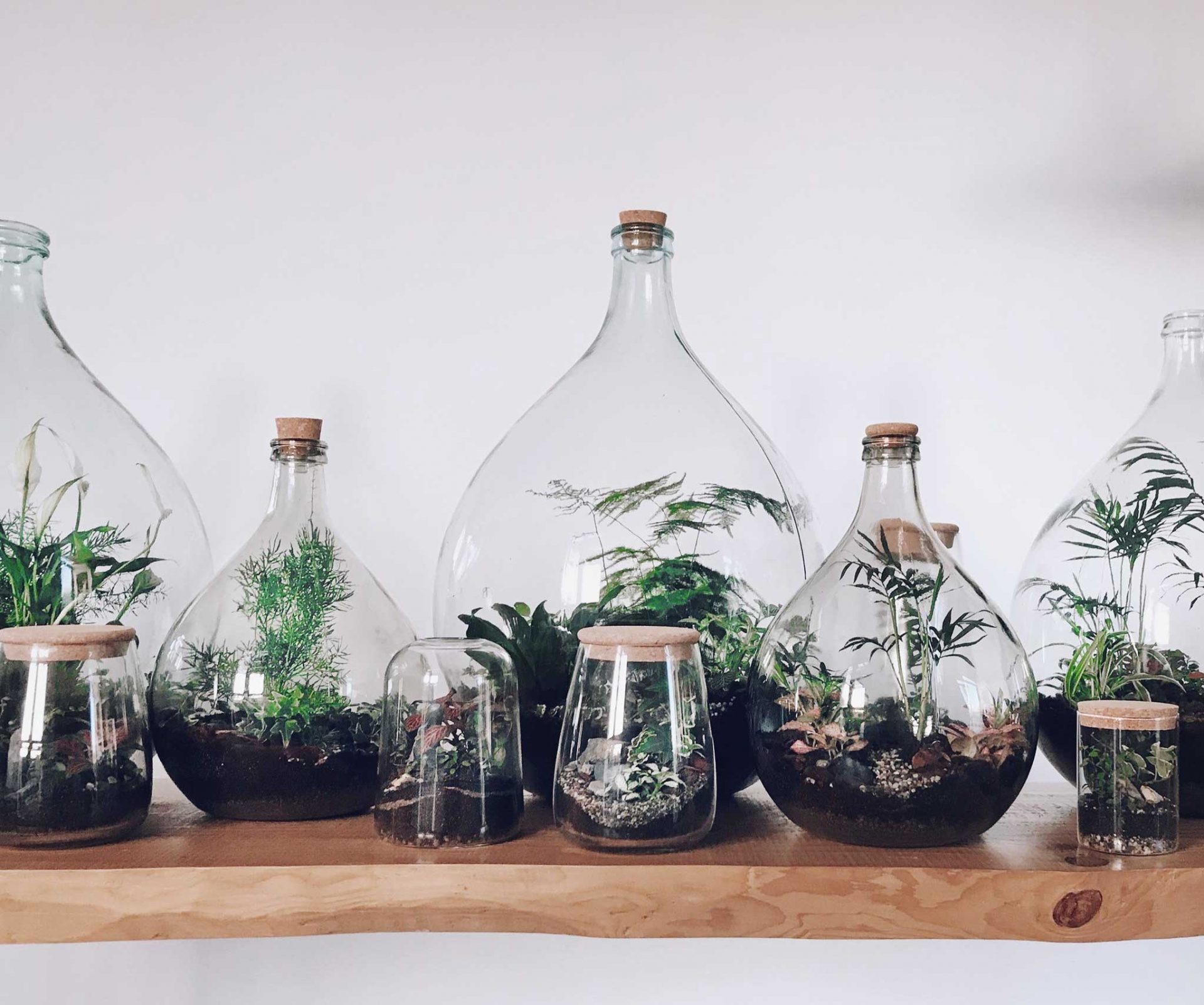 Corsi di Terrarium in damigiana - 2020 - Senape Vivaio Urbano - Bologna