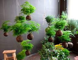 16.12.2017 Kokedama Lab