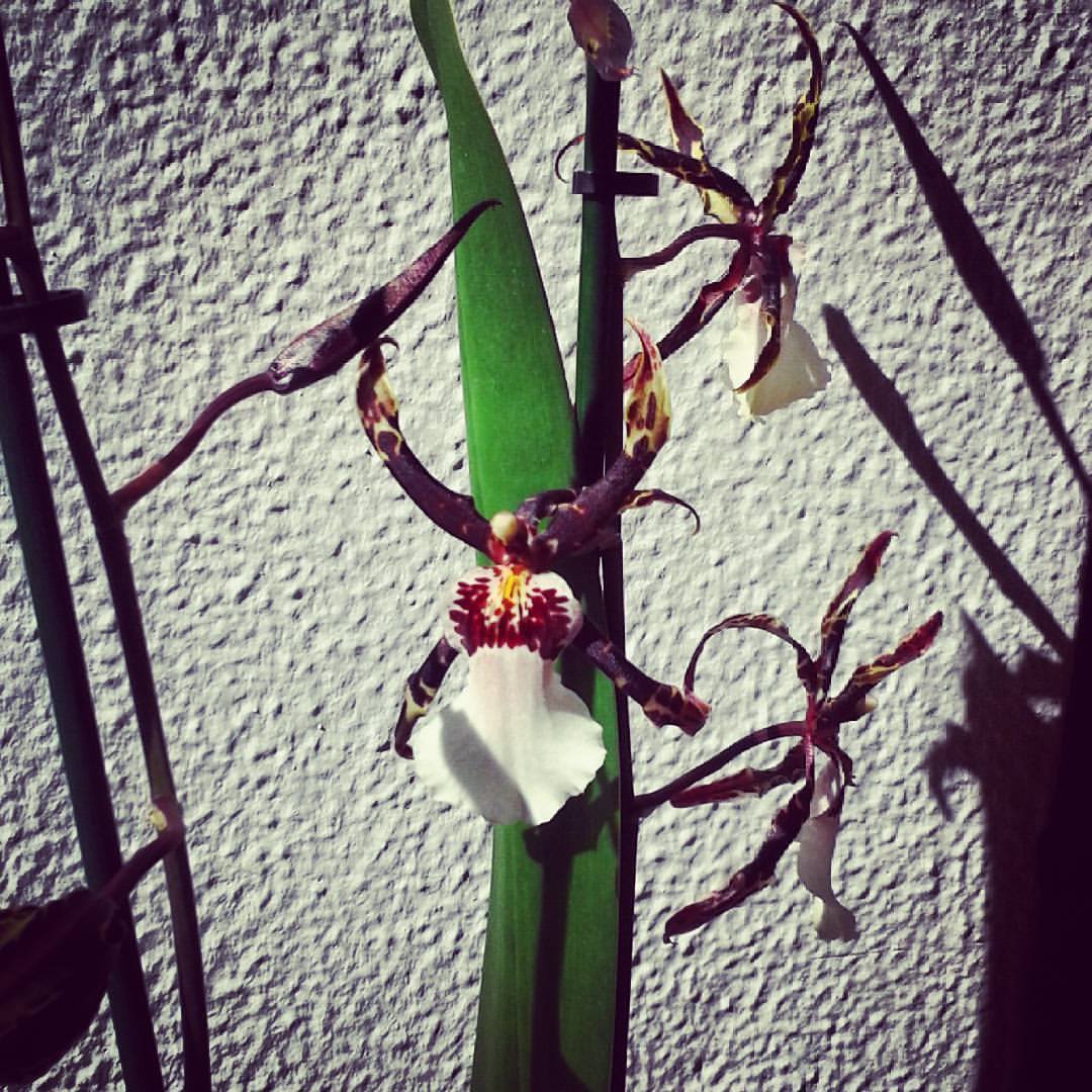 21.10.2017 orchiday! pillole di cura e coltivazione delle orchidee