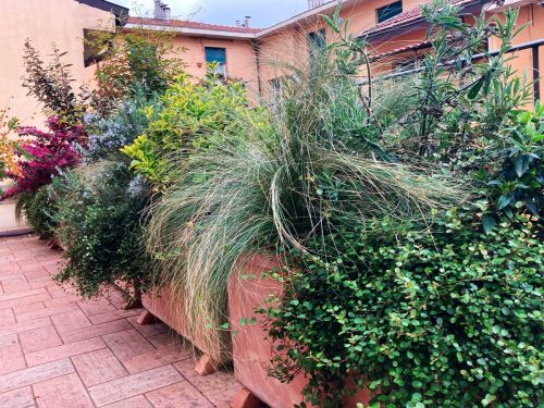 Ampio terrazzo in centro storico a Bologna - Progettazione di esterni - Senape Vivaio Urbano Ampio terrazzo in centro storico a Bologna - Progettazione di esterni - Senape Vivaio Urbano