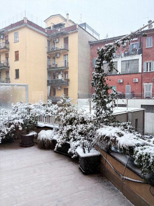 Terrazzo in centro storico a Bologna - Progettazione di esterni - Senape Vivaio Urbano Terrazzo in centro storico a Bologna - Progettazione di esterni - Senape Vivaio Urbano